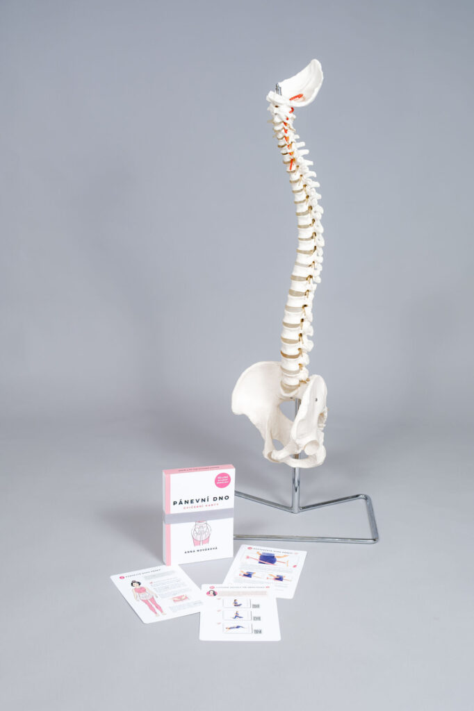 Cvičební karty - Pánevní dno